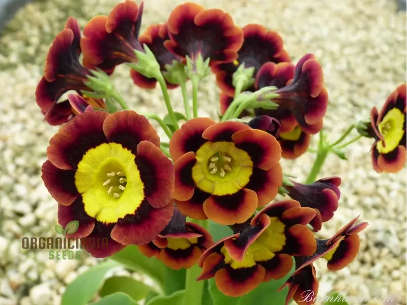 Auricula Seeds (Auricula Alpine Mixed Seeds) - Beautiful Alpine Mix for Gardens