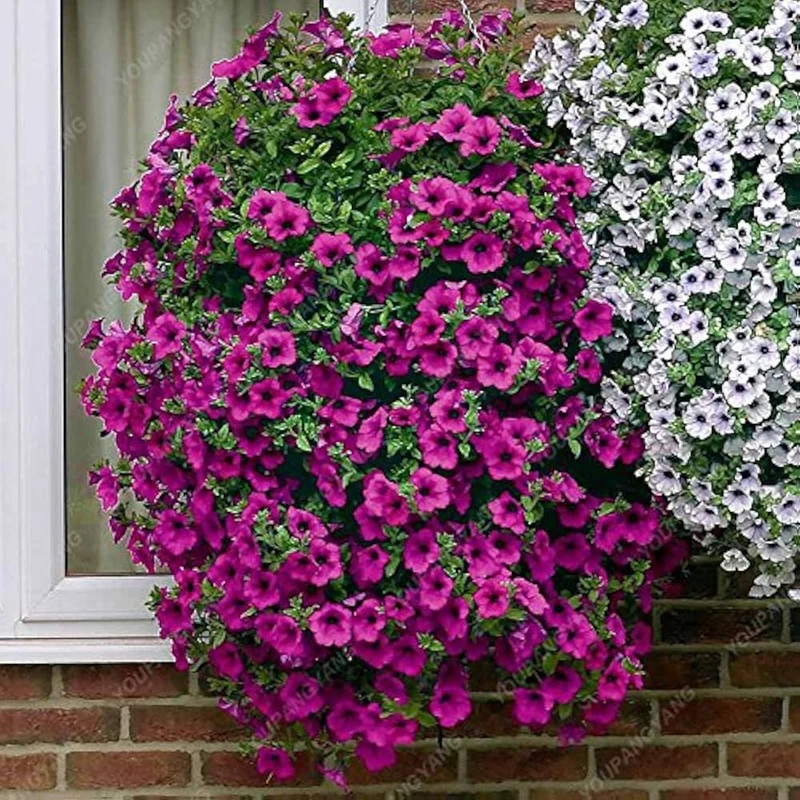 Petunia Seeds (Purple Velvet Petunia Seeds) - Deep Rich Blooms for Gardening & Planting