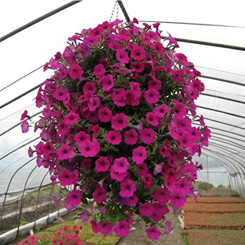 Petunia Seeds (Purple Velvet Petunia Seeds) - Deep Rich Blooms for Gardening & Planting