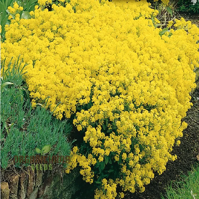 Alyssum Saxatile Compactum Gold Dust Seeds - Grow Compact and Stunning Gold Dust Alyssum in Your Garden