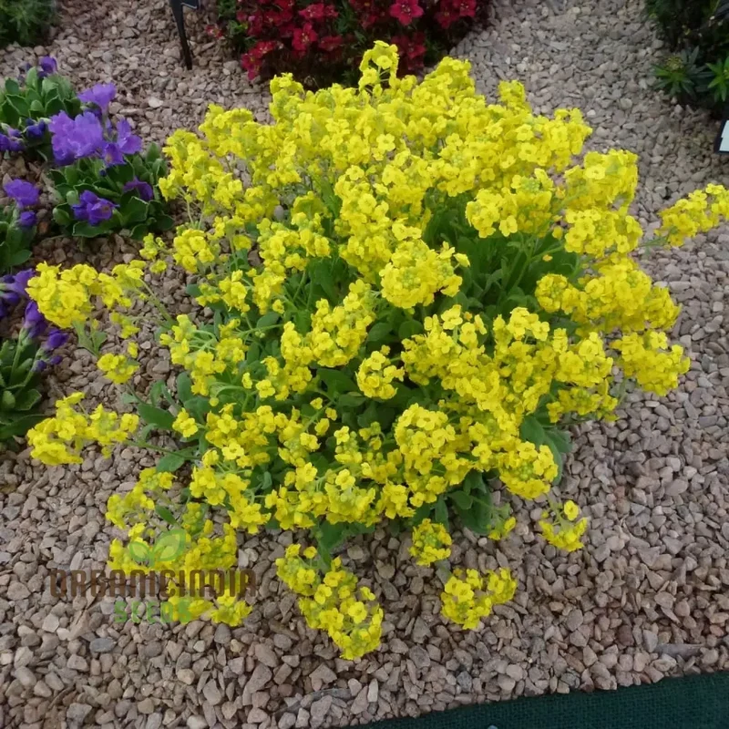 Alyssum Saxatile Compactum Gold Dust Seeds - Grow Compact and Stunning Gold Dust Alyssum in Your Garden