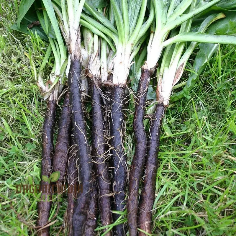 Scorzonera Long Black Maxima Vegetable Seeds: Cultivate Nutritious and Distinctive
