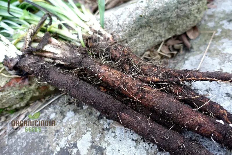 Scorzonera Long Black Maxima Vegetable Seeds: Cultivate Nutritious and Distinctive