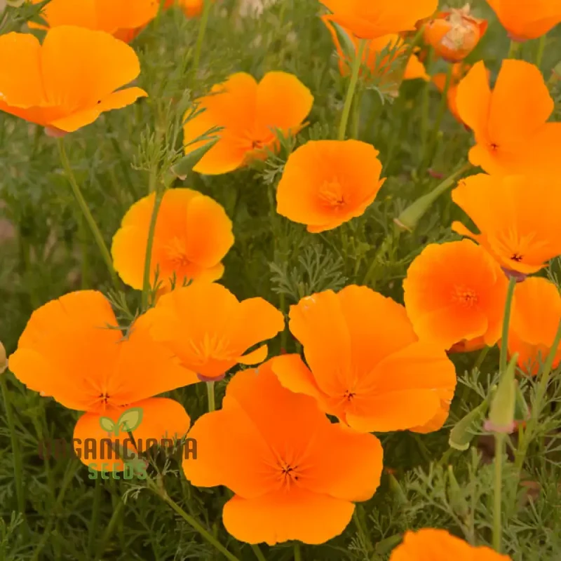 Eschscholtzia Orange King Flower Seeds For Planting: Vibrant Blooms for Your Garden Sanctuary - Premium Seeds