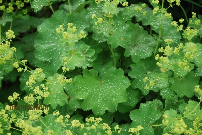 Alchemilla Mollis (Lady's Mantle) Seeds - Grow Beautiful and Hardy Lady's Mantle Plants in Your Garden
