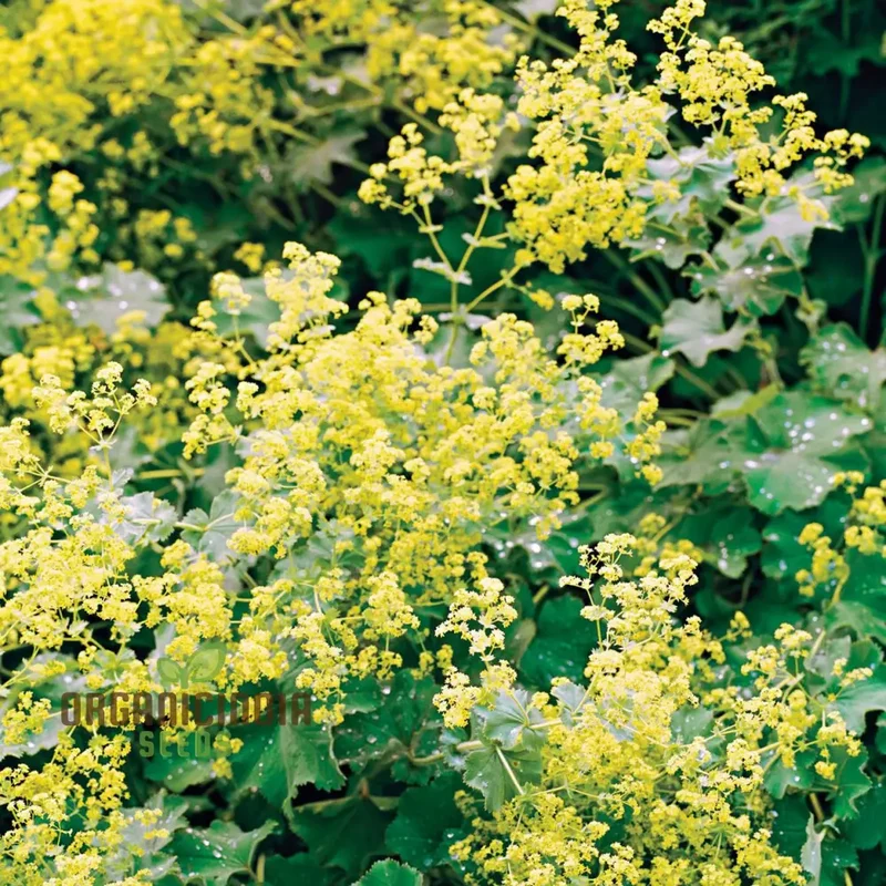 Alchemilla Mollis (Lady's Mantle) Seeds - Grow Beautiful and Hardy Lady's Mantle Plants in Your Garden