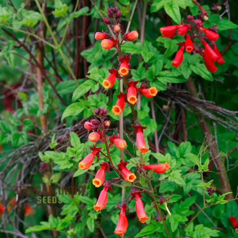 Eccremocarpus Tresco Flower Seeds For Planting: Vibrant Climbing Flowers for Your Enchanting Garden Sanctuary