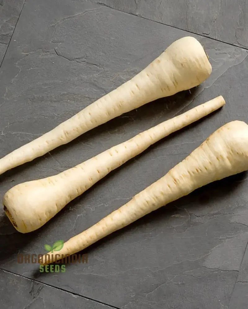 Parsnip White Spear Vegetable Seeds, Cultivate Flavorful and Hardy Parsnips with Expert Planting and Gardening Techniques