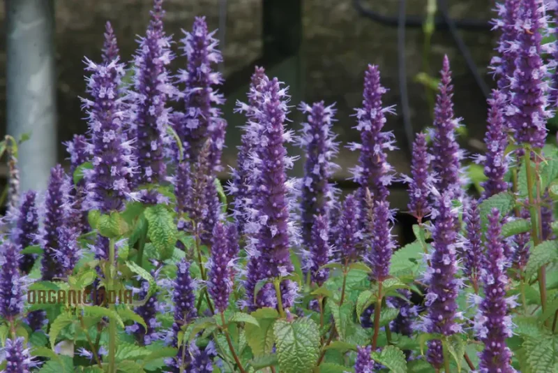 Agastache Hybrida Astello Indigo Seeds - Grow Exquisite Indigo-Colored Agastache Flowers in Your Garden