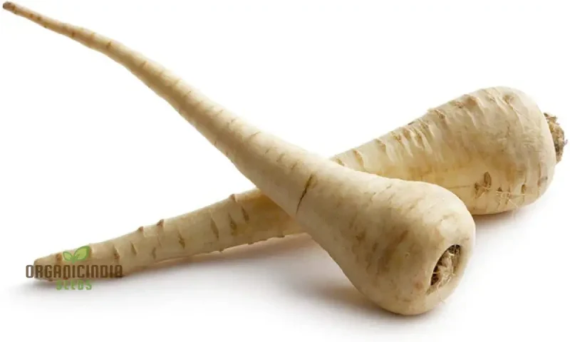 Parsnip Victor F1 Vegetable Seeds, Cultivate Robust and Flavorful Parsnips with Expert Tips for Successful Growth
