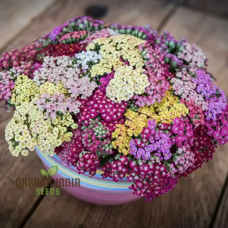 Achillea Flowerburst Fruit Bowl Mixed Seeds - Grow a Colorful and Vibrant Mix of Achillea Flowers in Your Garden