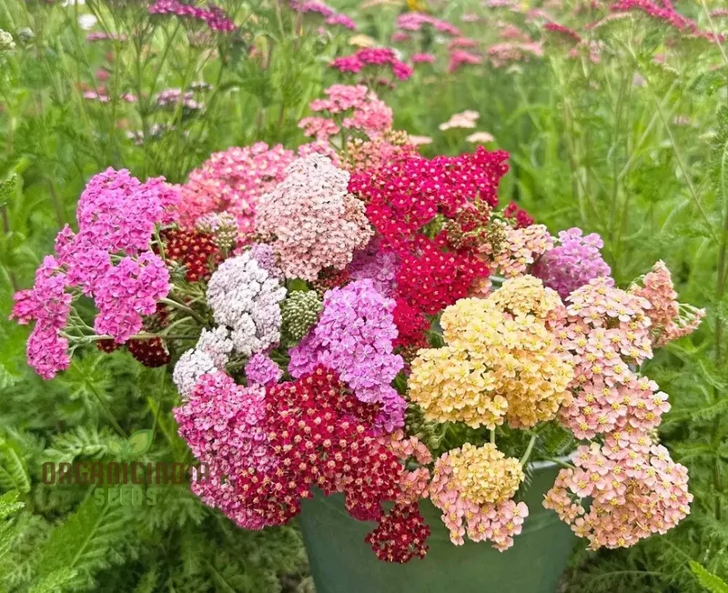 Achillea Flowerburst Fruit Bowl Mixed Seeds - Grow a Colorful and Vibrant Mix of Achillea Flowers in Your Garden