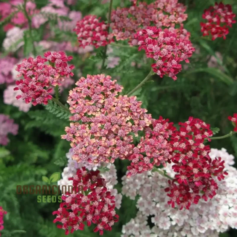 Achillea Flowerburst Fruit Bowl Mixed Seeds - Grow a Colorful and Vibrant Mix of Achillea Flowers in Your Garden
