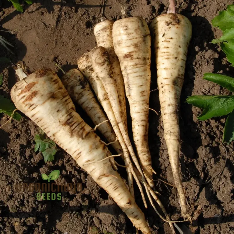 Parsnip Tender and True Vegetable Seeds, Cultivate Flavorful and Nutritious Parsnips with Expert Tips for Successful Growth