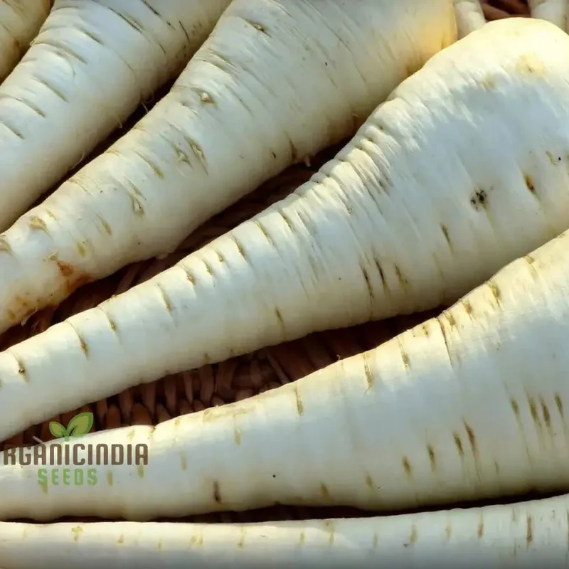 Parsnip Tender and True Vegetable Seeds, Cultivate Flavorful and Nutritious Parsnips with Expert Tips for Successful Growth