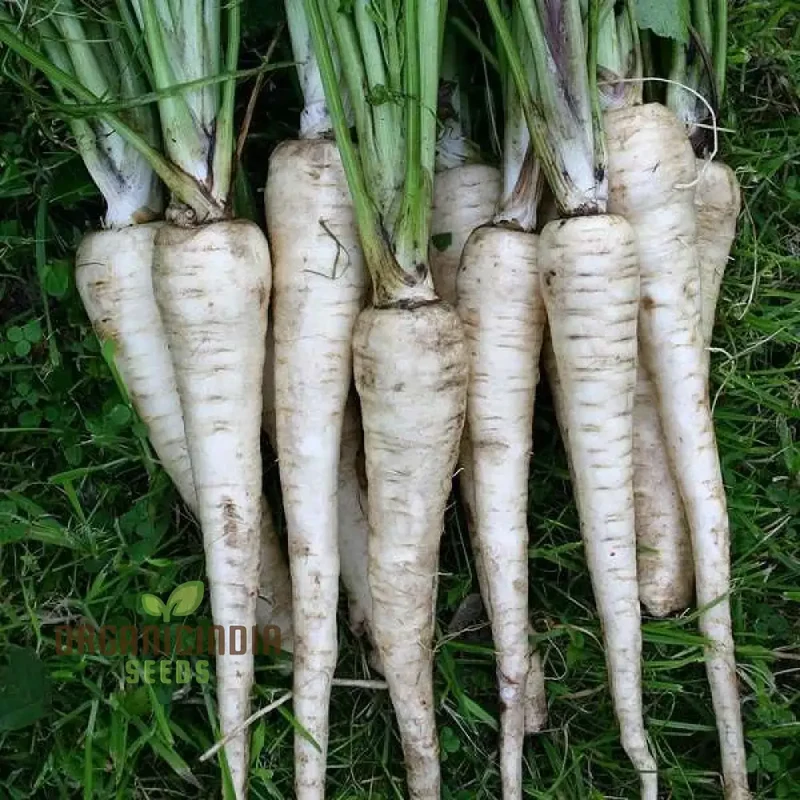 Parsnip Tender and True Vegetable Seeds, Cultivate Flavorful and Nutritious Parsnips with Expert Tips for Successful Growth