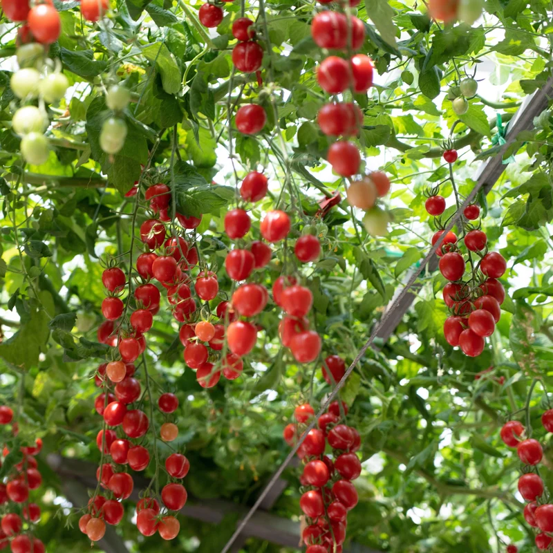 Tomate cerise Sweet Treats F1 ( Solanum lycopersicum )