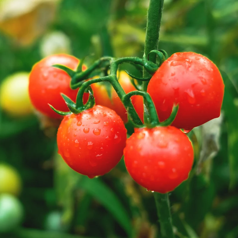 Tomate cerise Sweet 100 F1 ( Solanum lycopersicum )