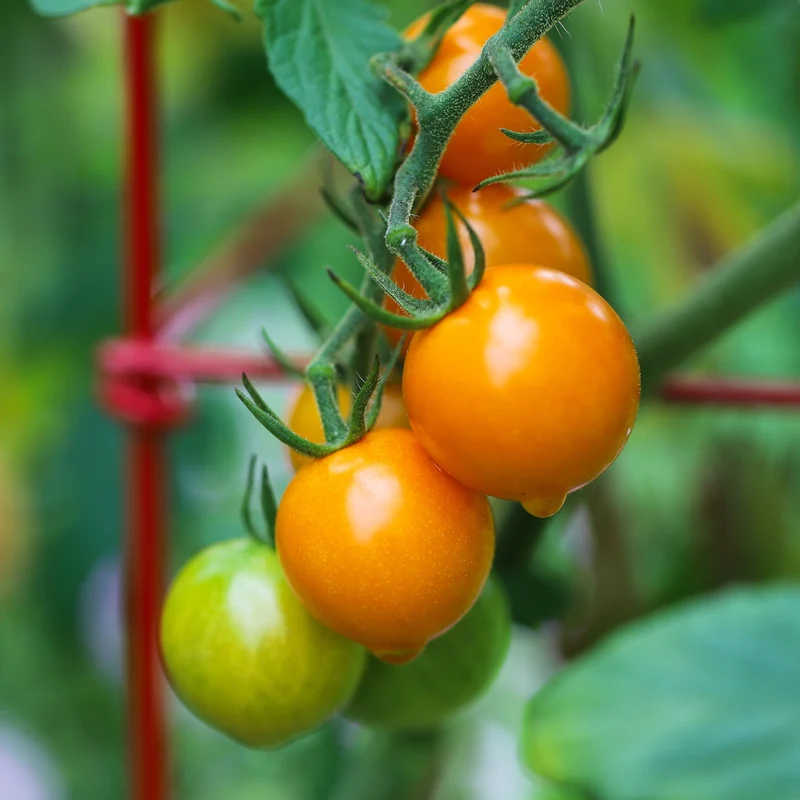 Tomate cerise Sun Gold F1 ( Solanum lycopersicum )