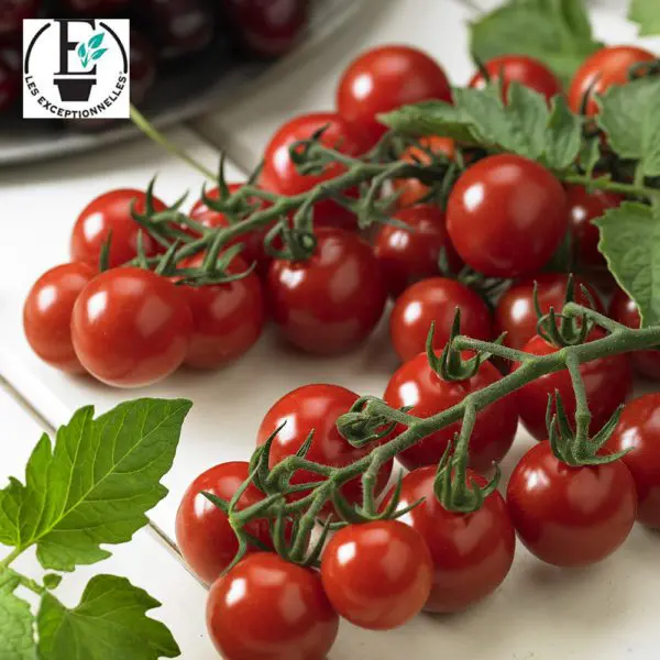 Tomate cerise Profi Frutti Cherry F1 ( Solanum lycopersicum )