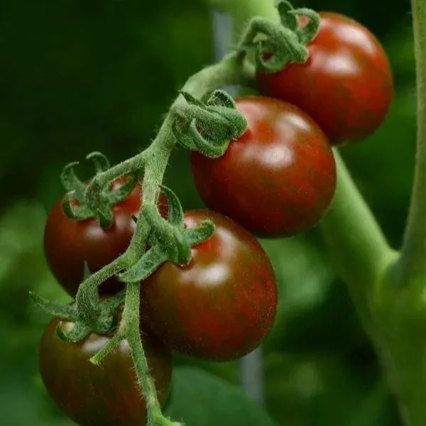 Tomate cerise ‘Chocolate Sprinkles’ F1 ( Solanum lycopersicum )