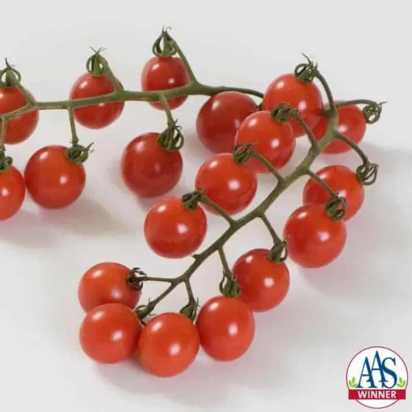 Tomate cerise Jasper F1 ( Solanum lycopersicum )