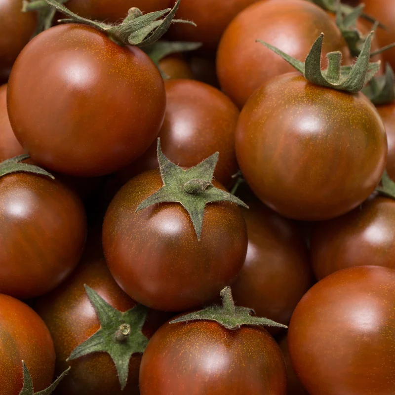 Tomate cerise Chocolate Cherry F1 ( Solanum lycopersicum )