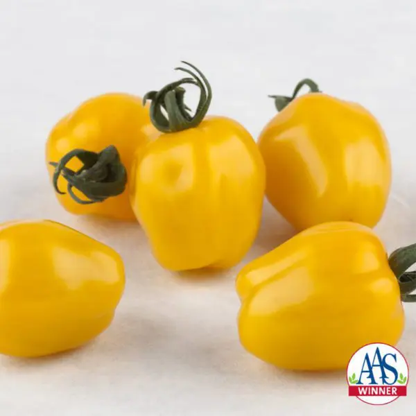 Tomate cerise Apple Yellow F1 ( Solanum lycopersicum )