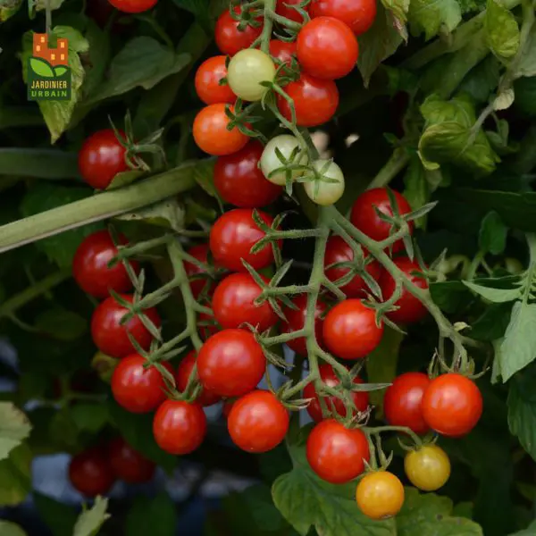 Tomate cerise Candyland F1 ( Solanum lycopersicum )