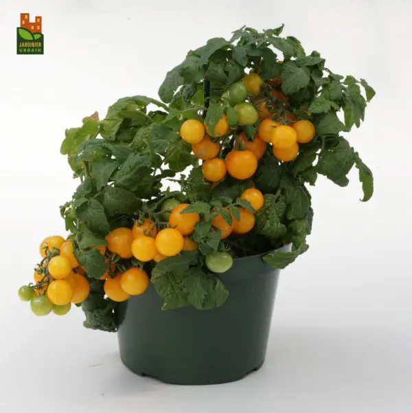 Tomate cerise Sweet‘N’Neat F1 Jaune ( Solanum lycopersicum )