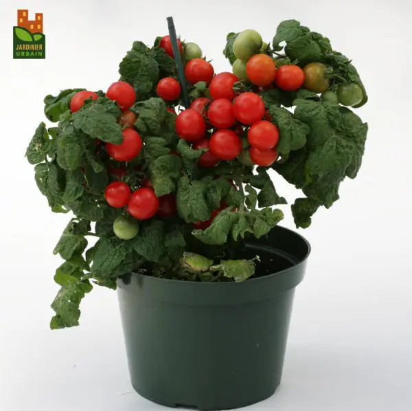 Tomate cerise Sweet‘N’Neat F1 Écarlate ( Solanum lycopersicum )