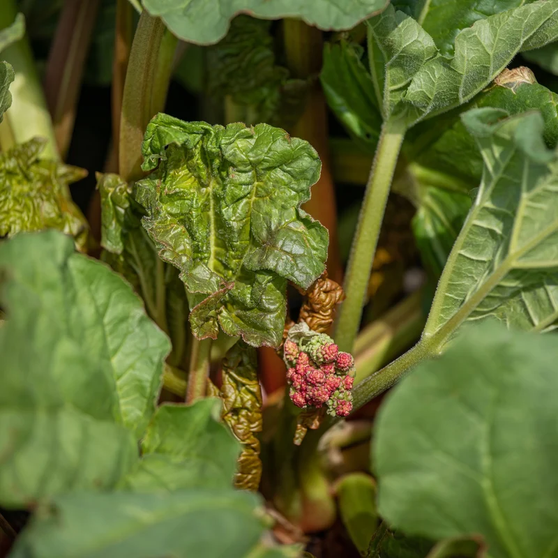 Rhubarbe Victoria Géante ( Rheum rhabarbarum )