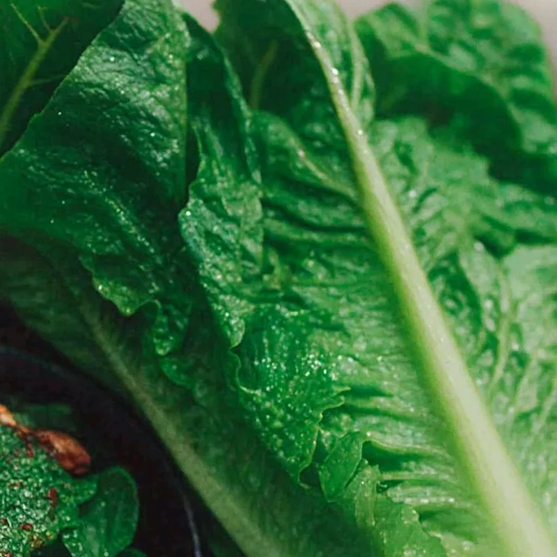 Laitue romaine sur ruban