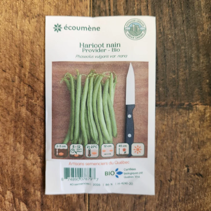 Haricot nain ‘Provider’ ( Phaseolus vulgaris )