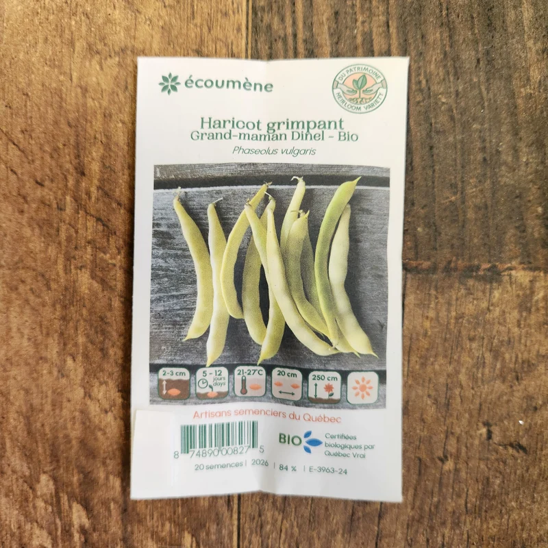 Haricot grimpant ‘Grand-Maman Dinel’ ( Phaseolus vulgaris )