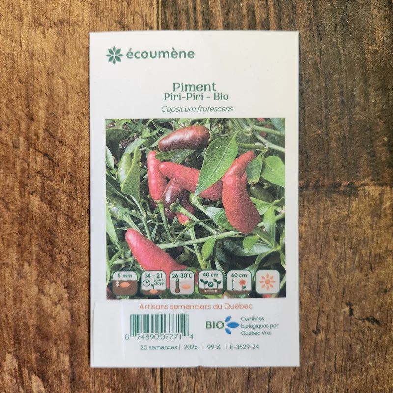 Piment fort ‘Piri-Piri’ ( Capsicum frutescens )