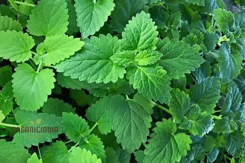 Organic Catnip Seeds – Premium Variety for Healthy Cats & Lush Garden Growth