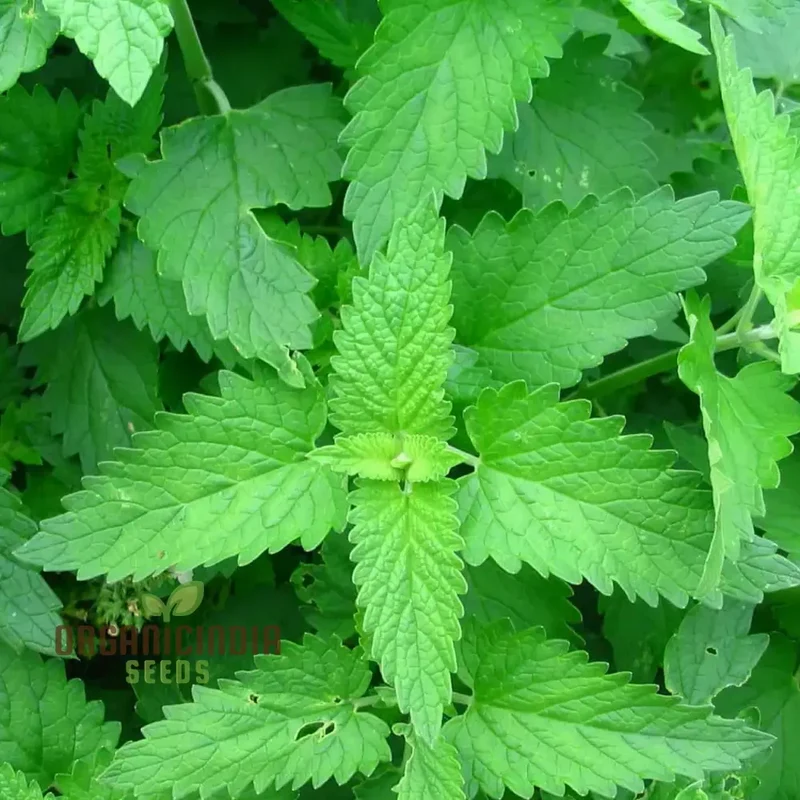 Organic Catnip Seeds – Premium Variety for Healthy Cats & Lush Garden Growth