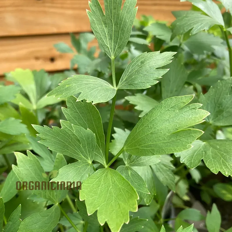 Organic Catnip Seeds – Premium Variety for Healthy Cats & Lush Garden Growth