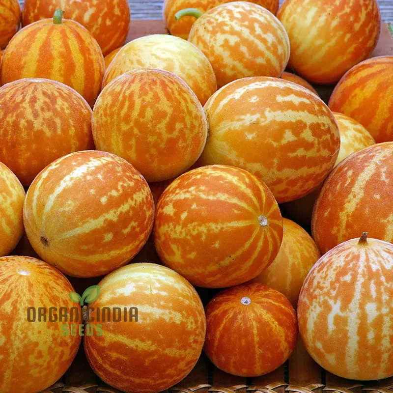 Anne's Pocket Melon Seeds For Planting - Prescott Fond Blanc: Exquisite Gardening Delights Await You!