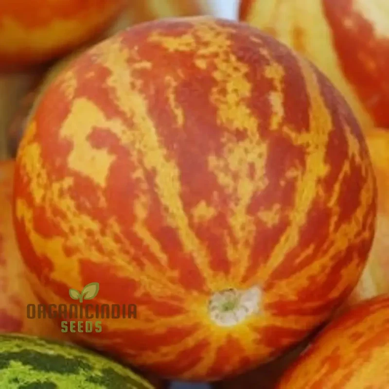 Anne's Pocket Melon Seeds For Planting - Prescott Fond Blanc: Exquisite Gardening Delights Await You!