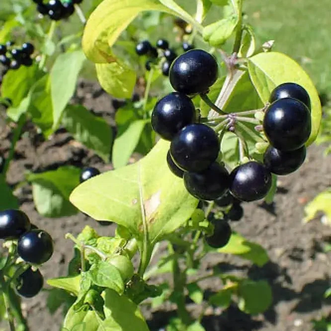 Huckleberry Fruit Seeds, Cultivating Delicious Harvests with Expert Planting and Gardening Techniques