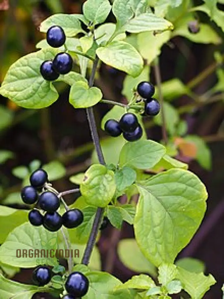 Huckleberry Fruit Seeds, Cultivating Delicious Harvests with Expert Planting and Gardening Techniques