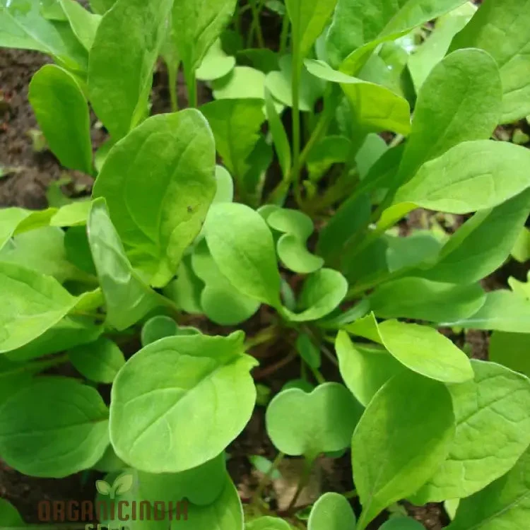 Touch of Apollo Arugula Seeds, Premium Quality for Home Gardeners, Shop Exquisite Garden Seeds