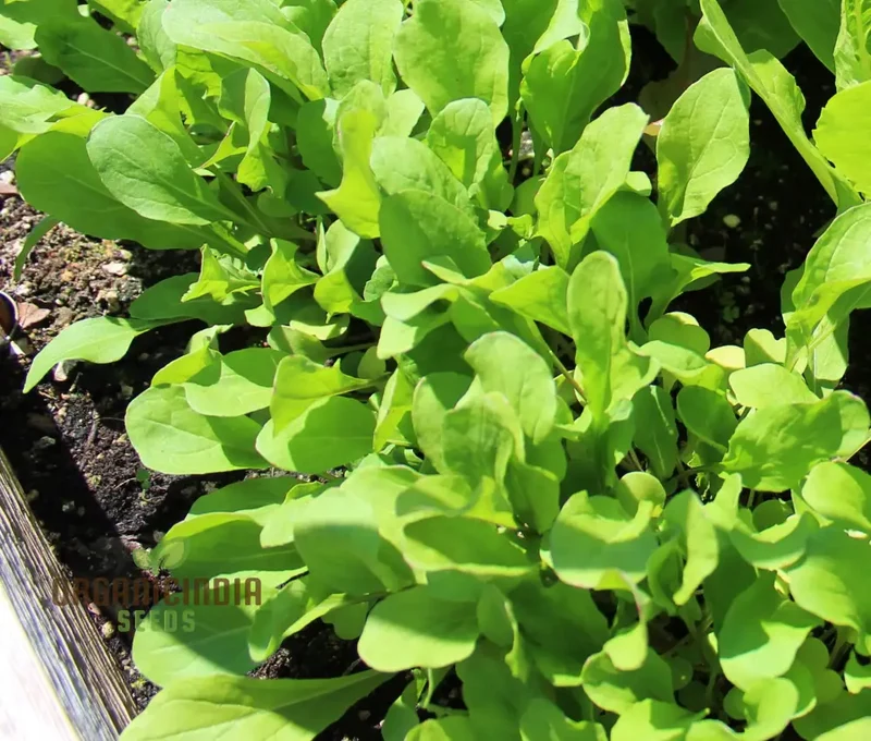 Touch of Apollo Arugula Seeds, Premium Quality for Home Gardeners, Shop Exquisite Garden Seeds