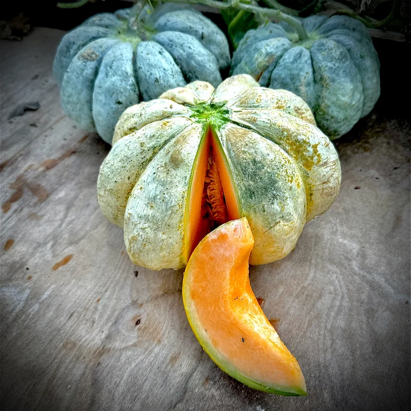 Prescott Fond Blanc Oka Melon Seeds For Planting: Exquisite Gardening Delight for Your Summer Harvest