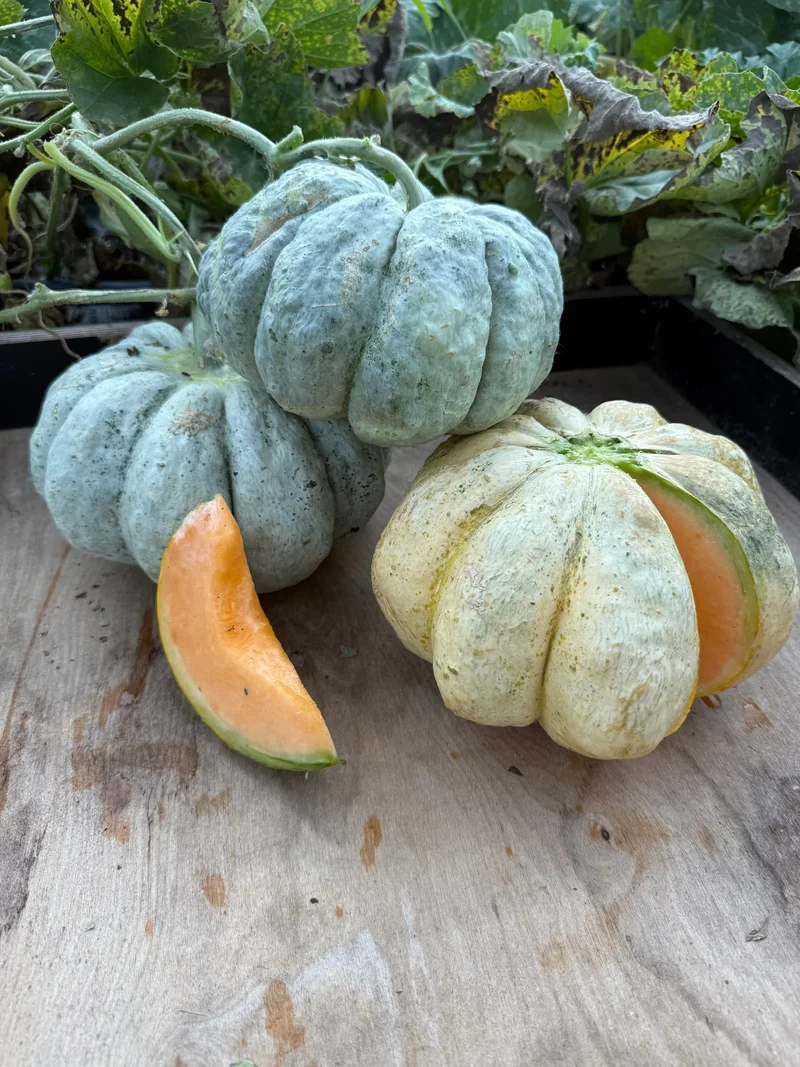 Prescott Fond Blanc Oka Melon Seeds For Planting: Exquisite Gardening Delight for Your Summer Harvest