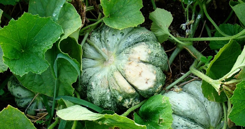Prescott Fond Blanc Oka Melon Seeds For Planting: Exquisite Gardening Delight for Your Summer Harvest