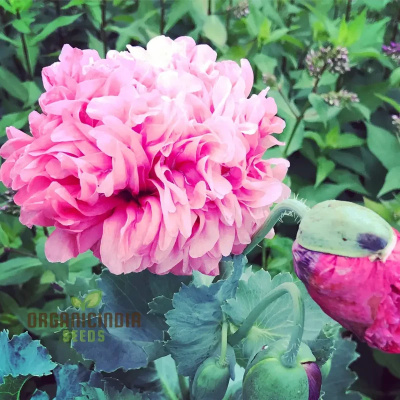 Heritage Farm Poppy Seeds – Vintage Garden Bloom Variety