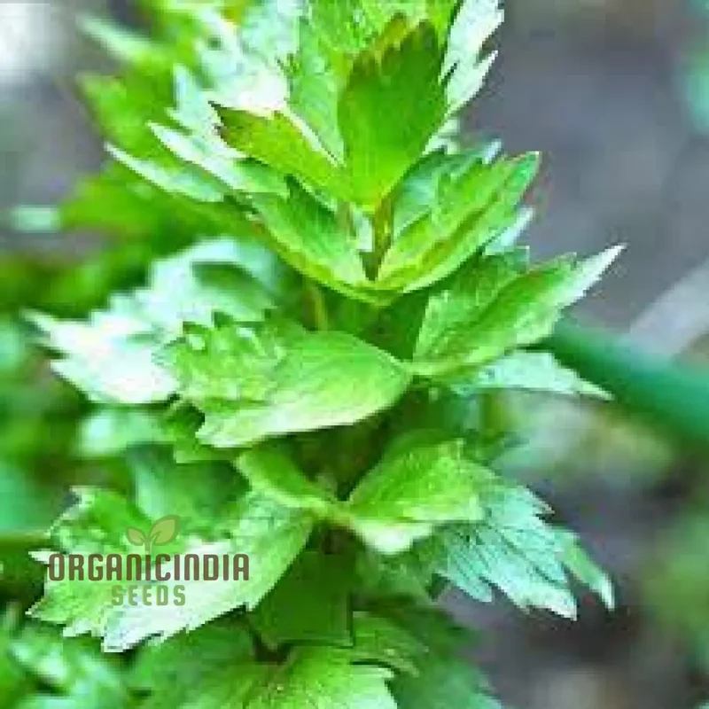 Magnus Lovage Seeds – Premium Lovage Herb Seeds for Garden Enthusiasts